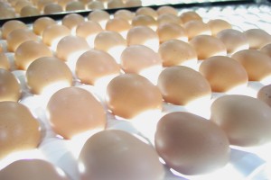Νέες κατασχέσεις αυγών στην Ιταλία