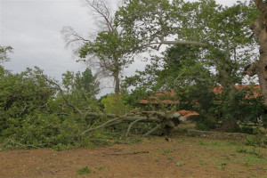 Χαλκιδική: Μέσα στον Αύγουστο αναμένεται να ολοκληρωθούν οι κοπές δέντρων
