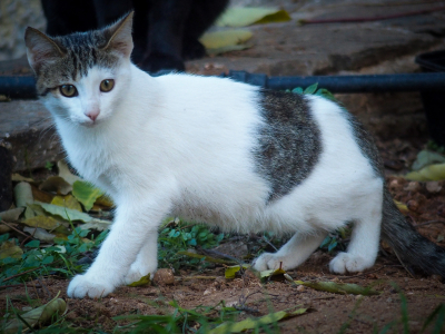 Αθώος ο 36χρονος που είχε «χτίσει» μία γάτα σε γυψοσανίδα - Δεν αποδείχθηκε δόλος
