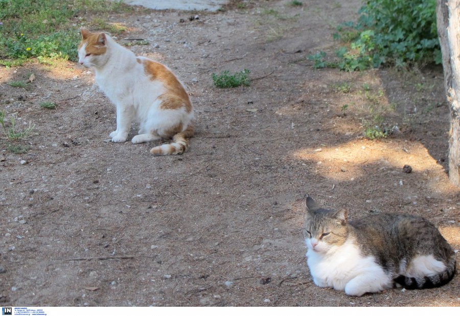 Κτηνωδία στη Θεσσαλονίκη: Δηλητηρίασαν 20 γάτες