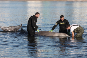Δύσκολη η διάσωση της φάλαινας στον Άλιμο: «Το ζώο υποφέρει», η τρυφερή εικόνα συμπαράστασης (βίντεο)
