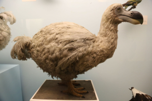 Μπορεί το dodo να ξαναζωντανέψει;