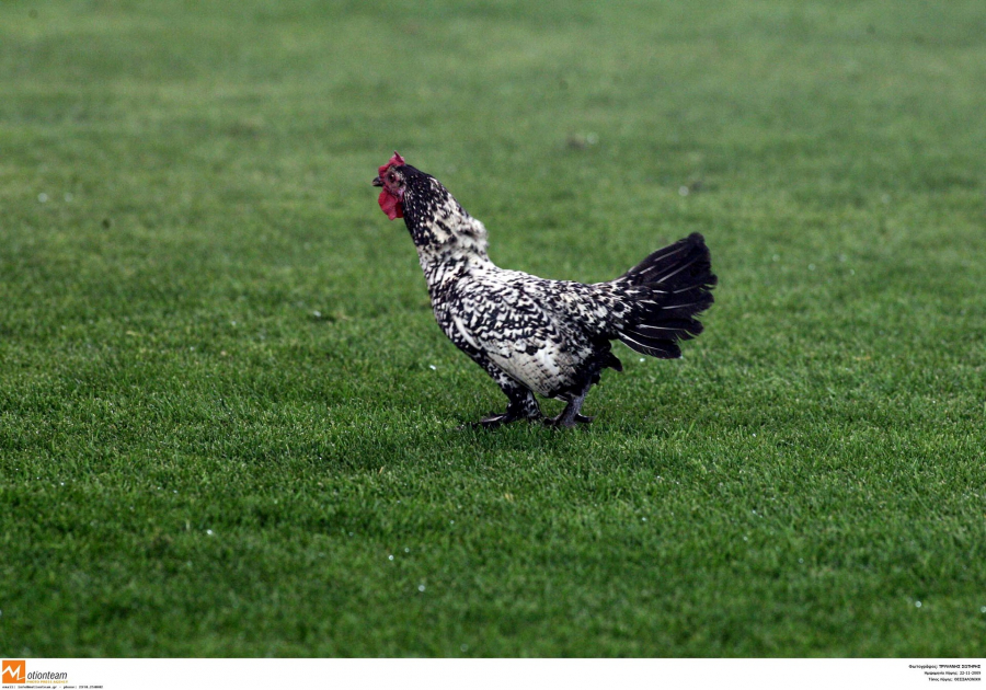 Νέα έρευνα: Τα κοτόπουλα ήρθαν στην Ευρώπη περί το 800 π.Χ. χάρη και στους Έλληνες