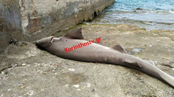 Κόρινθος: Ξεβράστηκε νεκρός καρχαρίας στην παραλία της Ποσειδωνίας (photos - video)