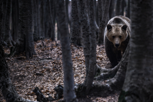 Ζητούν τη θανάτωση αρκούδας στην Ιταλία επειδή επιτέθηκε σε ανθρώπους - Η απόφαση πήρε αναστολή
