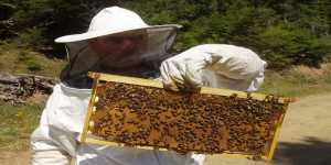 Πρόσθετη επιχορήγηση για την στήριξη της μελισσοκομίας 2014-2016