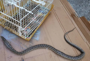 Πρωτοφανές περιστατικό στη Λάρισα: Φίδι μπήκε σε σπίτι και έφαγε καναρίνι μέσα από κλουβί