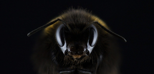 Τι κάνουμε αν μας τσιμπήσει μέλισσα ή σφήκα: Oδηγίες για να μειώσετε τον κίνδυνο και τον πόνο