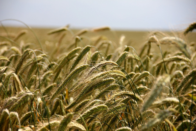 H Ρωσία επιστρέφει στη συμφωνία για την εξαγωγή σιτηρών από την Ουκρανία