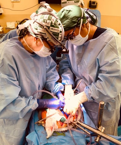 Για πρώτη φορά μεταμόσχευση νεφρών χοίρου σε άνθρωπο: Ελπίδα για εκατομμύρια ασθενών