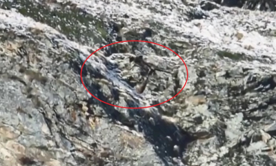 Άλπεις: Μοναδικό βίντεο δείχνει έναν αετό να καρφώνει με τα νύχια του μια κατσίκα, την πέταξε από το βουνό και την έφαγε