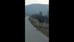 Οδηγός είδε μπροστά του μία τεράστια αρκούδα στην Σιάτιστα Κοζάνης (βίντεο)