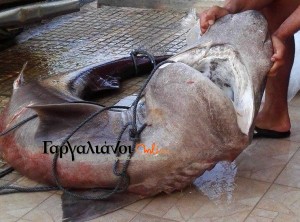 Ψάρεψαν καρχαρία 180 κιλών στη Μεσσηνία