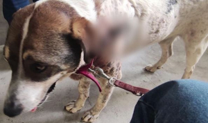 Πυροβολισμός σκύλου στο Βόλο: «Το πιθανότερο είναι ότι θα φύγει, είχε πάνω του 20 σφαιρίδια»