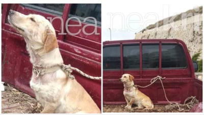 Κακοποίηση ζώου στο Ηράκλειο: Οδηγός έδεσε ασφυκτικά σκυλάκι σε καρότσα