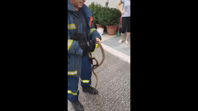 Πυροσβέστης στη Λάρισα έπιασε με τα χέρια του φίδι - εισβολέα σε σπίτι (βίντεο)