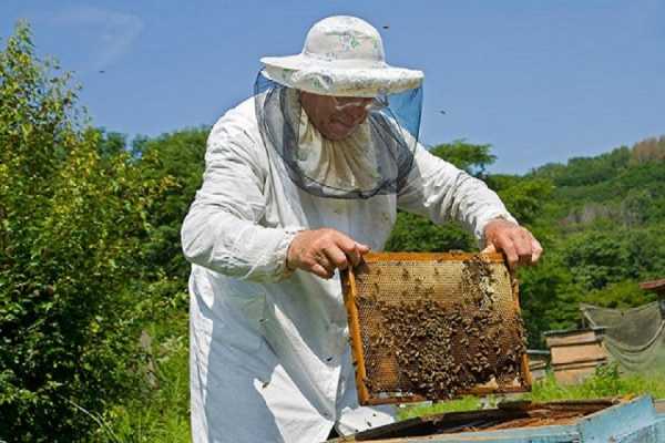 Την προσοχή των μελισσοκόμων για αποφυγή πυρκαγιών εφιστά η Περιφ. Αττικής