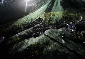 Κακή χρονιά φέτος για την παραγωγή ελαιόλαδου - Ανησυχία και για τον «έμπολα» των ελαιόδεντρων