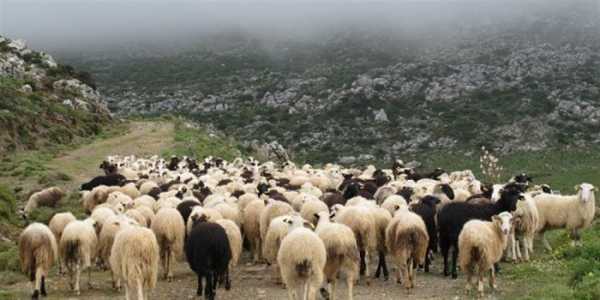 Έως 20/2 τα δικαιολογητικά για τα αιγοπρόβατα στον ΟΠΕΚΕΠΕ
