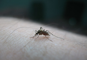 Νέοι ψεκασμοί για τα κουνούπια στην Ανατολική Αττική από την Περιφέρεια