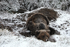 Εγκλωβισμένη και βαριά τραυματισμένη αρκούδα στις Πρέσπες επέζησε για τέσσερις μέρες (pic)