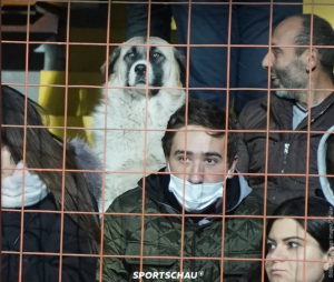 Μουντιάλ 2022: Σκύλος μπήκε στο γήπεδο, «άραξε» σε κάθισμα και είδε... Αρμενία-Γερμανία