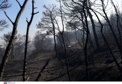 Φωτιά στην Εύβοια: Αναζωπύρωση στο χωριό Τρούπι, συναγερμός στην πυροσβεστική
