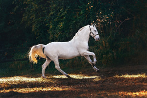 Θεσσαλονίκη: Ακινητοποιήθηκε το άλογο που έκοβε... βόλτα στους δρόμους