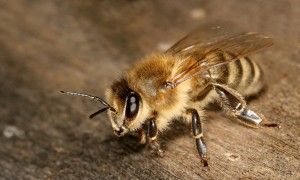 Άργος: Ένας 60χρονος πέθανε από τσίμπημα μέλισσας