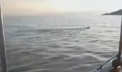Απίστευτο βίντεο: Λύκος εντοπίστηκε να κολυμπάει στον Παγασητικό