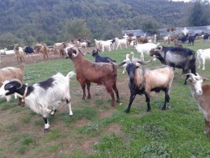 Ο Ε.Α.Σ. Κεφαλονιάς-Ιθάκης για επιδότηση Αιγοπρόβειου γάλακτος απο τον ΟΠΕΚΕΠΕ