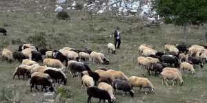 “SOS” εκπέμπουν οι κτηνοτρόφοι - 70.000 ζώα έχουν θανατωθεί 