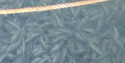 Κόρινθος: Γέμισε νεκρά ψάρια το λιμάνι, έντονη η δυσοσμία στην περιοχή (βίντεο)