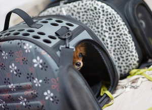 Σκύλος και γάτα στο πλοίο: Πώς μεταφέρουμε τα κατοικίδια στις διακοπές - Τι προβλέπει η νομοθεσία