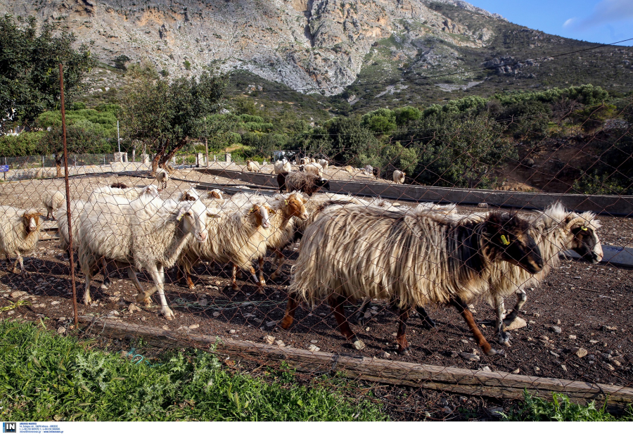 Πληρωμή ζωοτροφών σε κτηνοτρόφους, τα ποσά που καταβλήθηκαν από τον ΟΠΕΚΕΠΕ