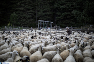 ΟΠΕΚΕΠΕ: Ανοίγει η πλατφόρμα δηλώσεων για την πληρωμή έκτακτης ενίσχυσης σε κτηνοτρόφους