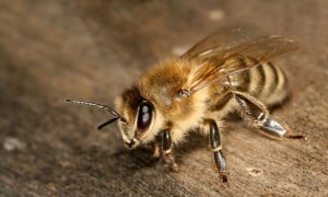 Ηλικιωμένος κινδύνευσε να πεθάνει από τσίμπημα μέλισσας στην Κρήτη