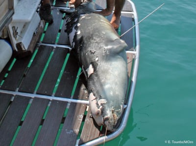 Αλόννησος: Σκότωσαν με ψαροντούφεκο τον Κωστή, τη φώκια – μασκότ του νησιού
