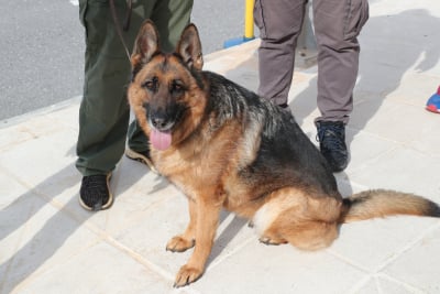 Βόλος: Συνελήφθη ιδιοκτήτης σκύλου που επιτέθηκε σε περαστικό