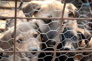 Επιδοτούνται οι δήμοι μέχρι 70% για τη λειτουργία καταφυγίων αδέσποτων ζώων