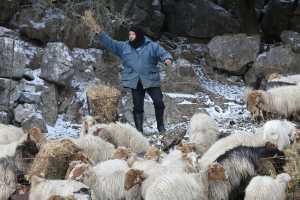 Πληρωμή ενιαίας ενίσχυσης και εξισωτικής αποζημίωσης ζητούν οι κτηνοτρόφοι της Θεσσαλίας