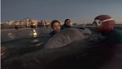 Ρίγη συγκίνησης προκαλεί βίντεο με εθελόντρια που τραγουδάει στη φάλαινα (βίντεο)