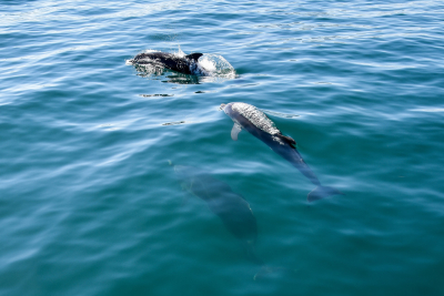 Αρχιπέλαγος: Εξαφανίστηκαν δελφίνια και ζιφιοί μετά από τουρκικές στρατιωτικές ασκήσεις στο Αιγαίο