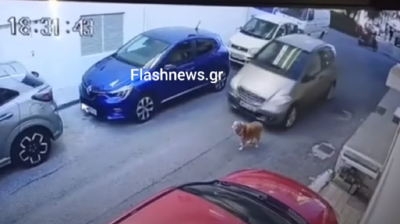 Κτηνωδία στην Κρήτη: Οδηγός πατάει εν ψυχρώ σκύλο με το αυτοκίνητο -Σκληρό βίντεο