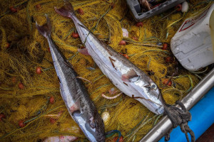 Τοξικά ψάρια κατέκλυσαν τις ελληνικές θάλασσες - Ποια είναι τα επικίνδυνα και ποια πρέπει να τρώμε