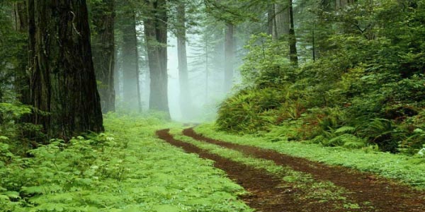Νέα στρατηγική για τη διαχείριση των δασών της ΕΕ