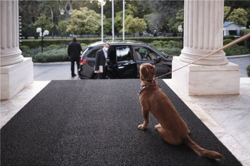 Peanut: Ο πρώτος επίσημος πρωθυπουργικός σκύλος στο Μαξίμου!