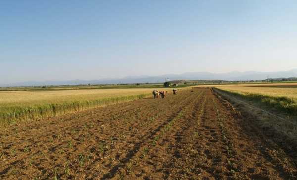 Στους αγρότες της Κρήτης 600 εκατ. ευρώ απο την νέα ΚΑΠ