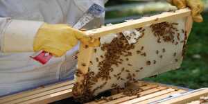 Αιτήσεις στο Μελισσοκομικό Κέντρο Κρήτης για τα Προγράμματα Μελισσοκομίας