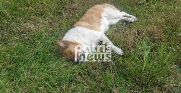 Μαζική θανάτωση σκύλων με φόλες στην Αμαλιάδα